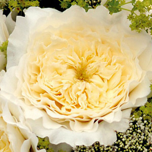 (image for) 12 Stems Patience Garden Roses