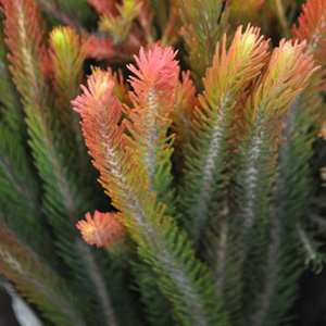 (image for) Aussie Pine