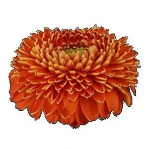 (image for) Orange Pomponi Gerberas — 10 Stems