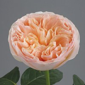 Garden Rose Juliet DA