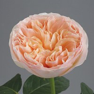(image for) 12 stems Juliet Garden Roses