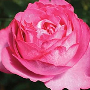 Garden Rose - Yves Piaget