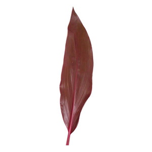 (image for) Ti Leaves - Red