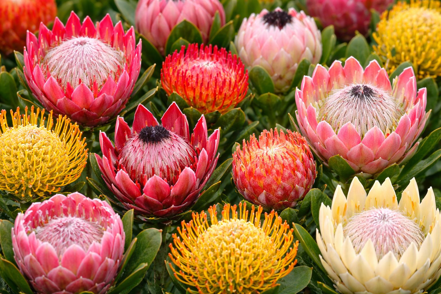 (image for) Protea