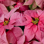 Poinsettia Pink 6 inch - Flat of 6 (image for) Poinsettia Pink 6 inch - Flat of 6