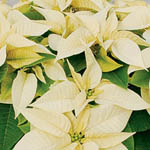 Poinsettia White 6 inch - Flat of 6 (image for) Poinsettia White 6 inch - Flat of 6