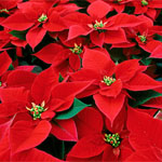 Poinsettia Red 8 inch Premium - Flat of 2 (image for) Poinsettia Red 8 inch Premium - Flat of 2