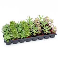 Succulents 2 inch - 32 Assorted