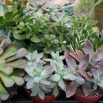 Succulents 4 inch - 15 Assorted