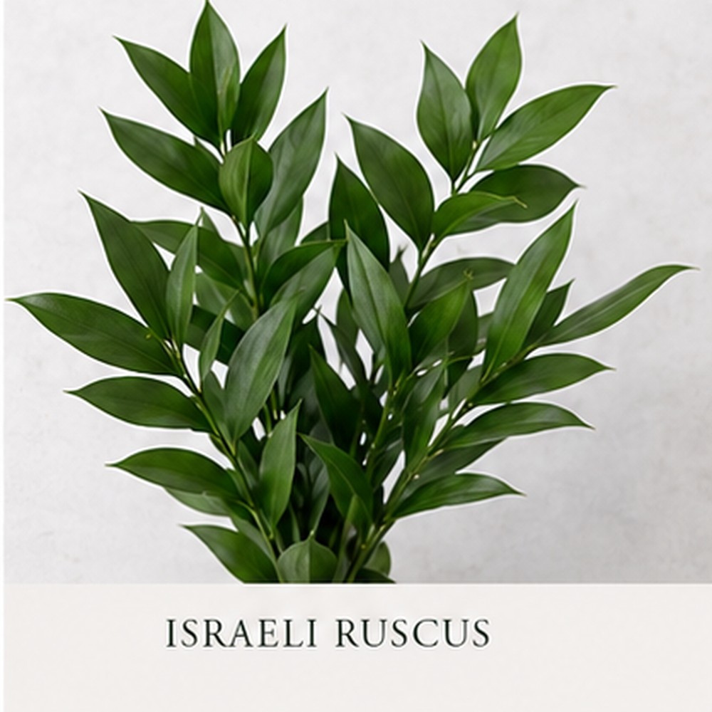 Israeli Ruscus