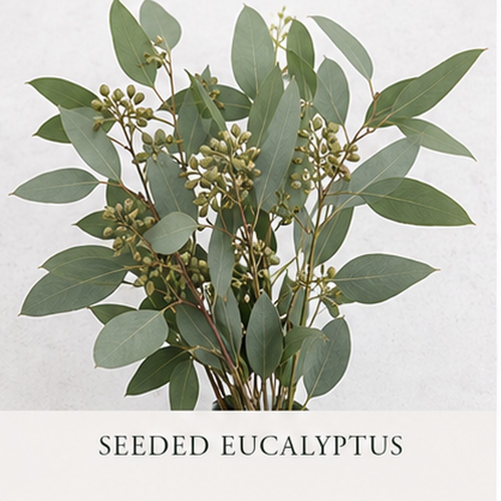 Seeded Eucalyptus