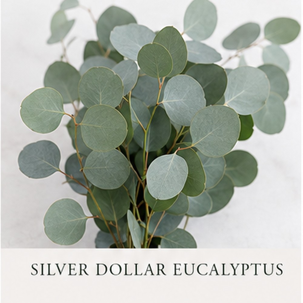 Silver Dollar Eucalyptus
