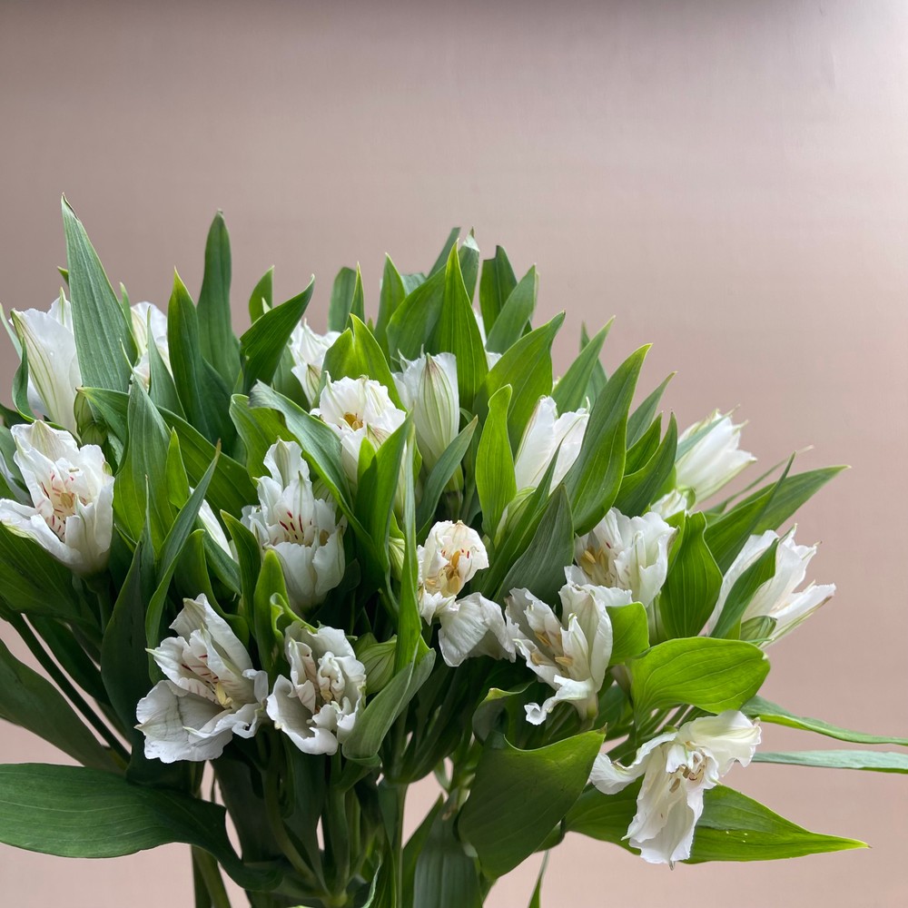 White Alstroemeria