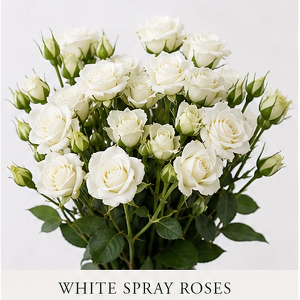 White Spray Roses